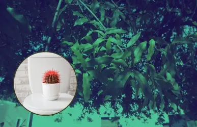 Conoce la planta nativa de Nuevo León que te ayuda a tratar con las hemorroides
