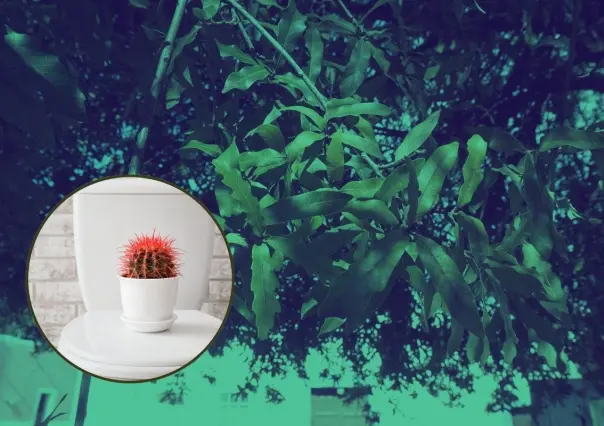Conoce la planta nativa de Nuevo León que te ayuda a tratar con las hemorroides