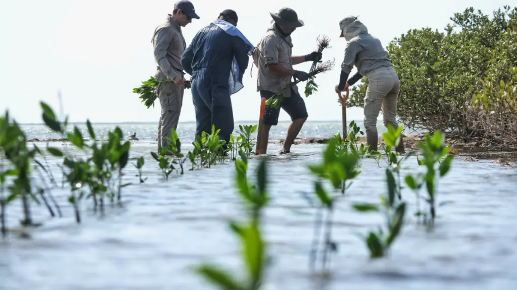 Sembrando futuro: plantan 300 mangles en La Pesca para cuidar la costa de Tamaulipas