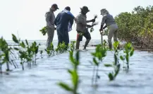 Sembrando futuro: plantan 300 mangles en La Pesca para cuidar la costa de Tamaulipas