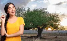 El árbol nativo de BCS que sobrevive en el desierto, da sombra y flor