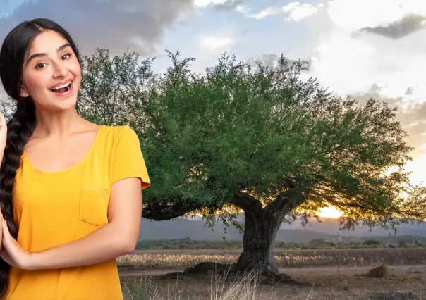 El árbol nativo de BCS que sobrevive en el desierto, da sombra y flor