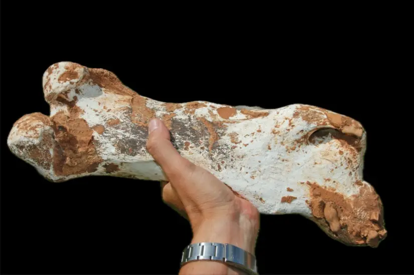 Restos oseos de Perezoso terrestre gigante. FOTO| Explorador Jean Louis Lacaille Múzquiz