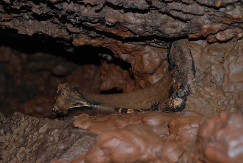 Restos oseos de Perezoso terrestre gigante. FOTO| Explorador Jean Louis Lacaille Múzquiz