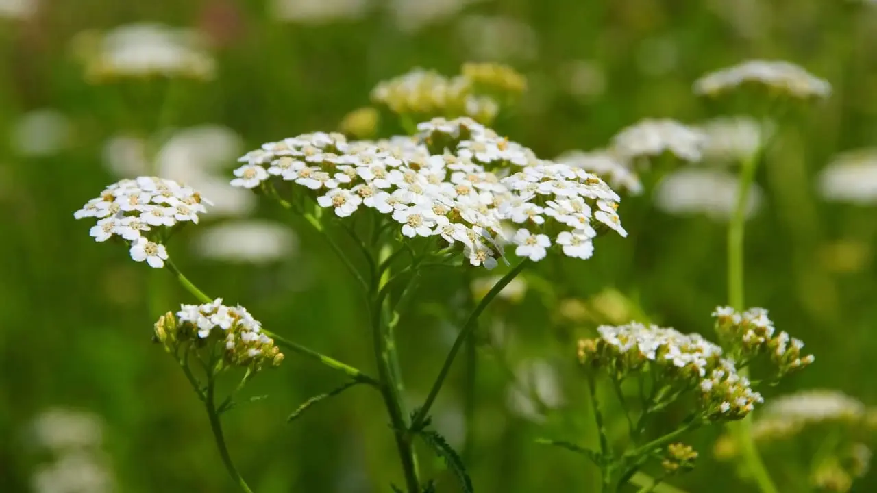 Milenrama o Aquilea (achillea millefolium) | Foto: Imagen ilustrativa - canva