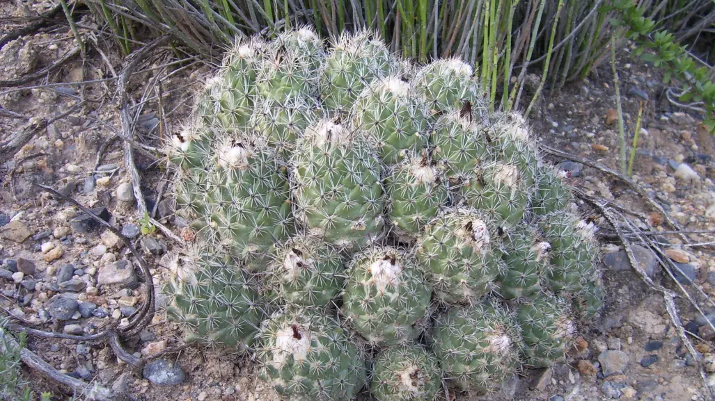 Esta variedad de cactus es nacionalmente conocida como biznaga de Durango