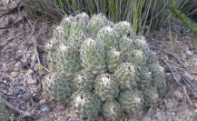 Esta variedad de cactus es nacionalmente conocida como biznaga de Durango