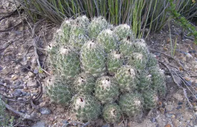 Esta variedad de cactus es nacionalmente conocida como biznaga de Durango