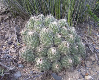 Esta variedad de cactus es nacionalmente conocida como biznaga de Durango