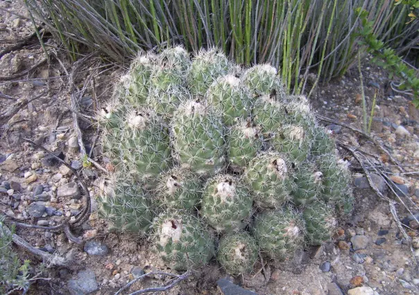 Esta variedad de cactus es nacionalmente conocida como biznaga de Durango