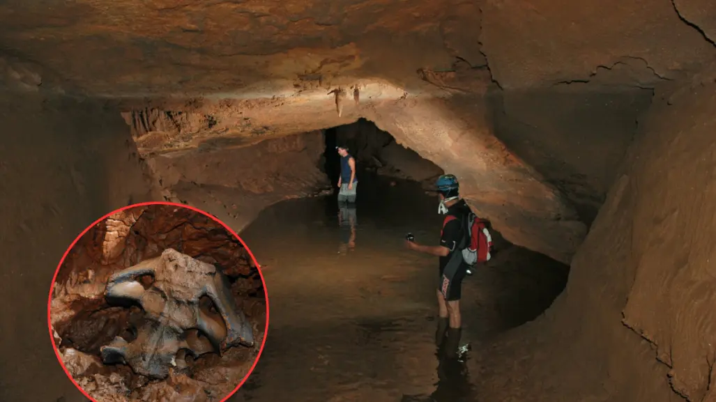 ¿Qué huesos de animal prehistórico encontraron en una cueva de El Cielo en Tamaulipas? Esto se sabe