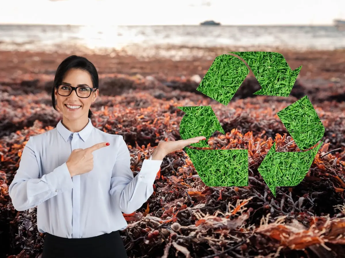 El sargazo puede ser utilizado de muchas formas, como combustible o alimento por lo que las autoridades han aplicado medidas de reciclaje para aprovechar esta materia prima.- Fuente Canva