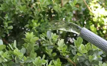 ¿Se puede multar a ciudadanos en Saltillo por desperdiciar agua? Esto dice Agsal
