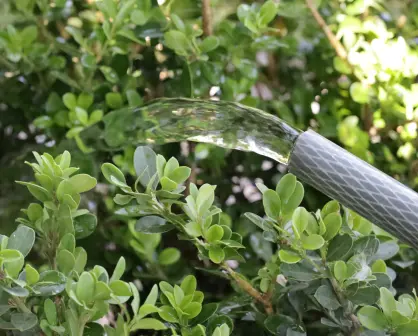¿Se puede multar a ciudadanos en Saltillo por desperdiciar agua? Esto dice Agsal