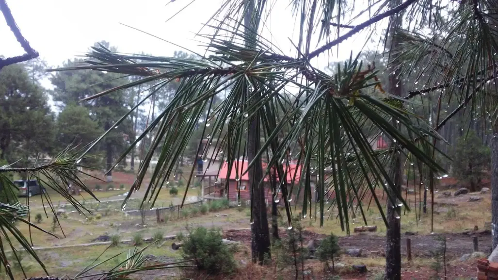 ¿Irás al bosque de Durango? NO hagas esto si te sorprende una tormenta eléctrica