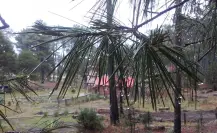 ¿Irás al bosque de Durango? NO hagas esto si te sorprende una tormenta eléctrica