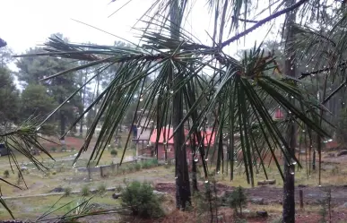 ¿Irás al bosque de Durango? NO hagas esto si te sorprende una tormenta eléctrica