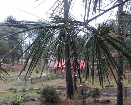 ¿Irás al bosque de Durango? NO hagas esto si te sorprende una tormenta eléctrica