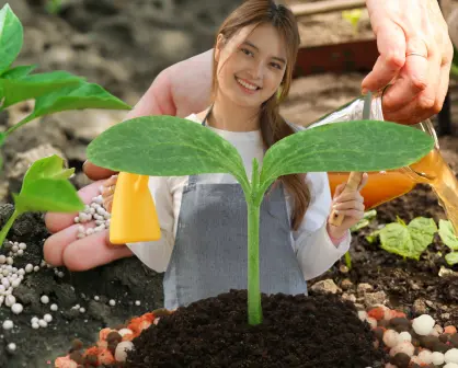 3 productos que tienes en casa y sirven como fertilizante casero