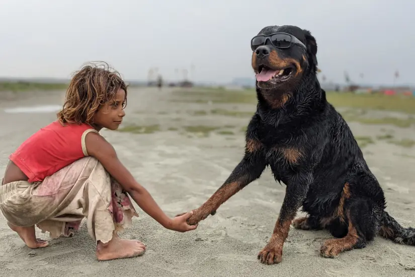 Al seleccionar un perro para niños, es importante considerar la raza que mejor se adapte a su energía y personalidad. Foto: Canva