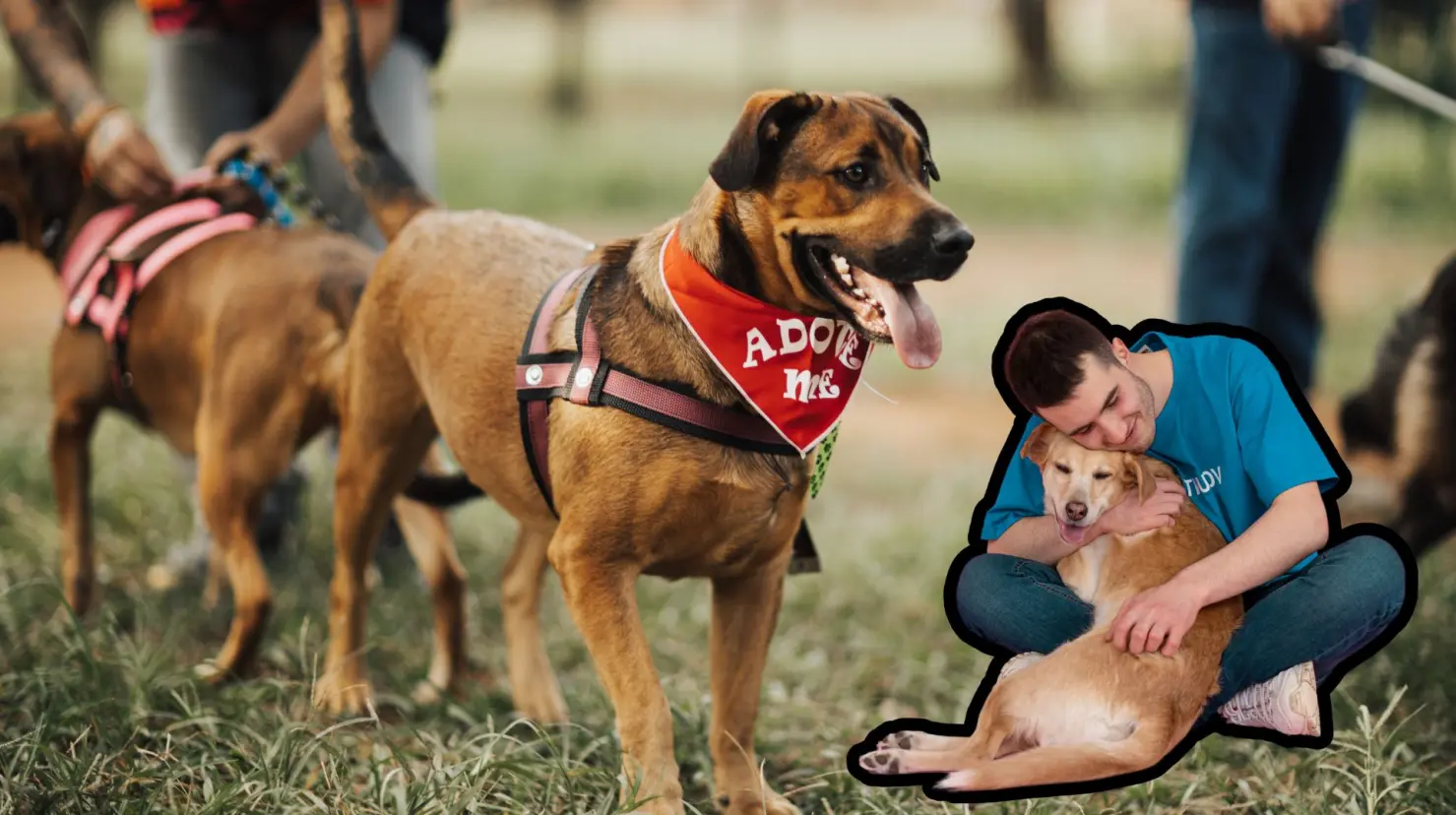 Los perritos se encuentran en adopción en el Centro de Control Canino en Torreón. (Fotografía: Canva)