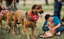 Adopta un amigo fiel: conoce la jornada de adopción canina en Torreón