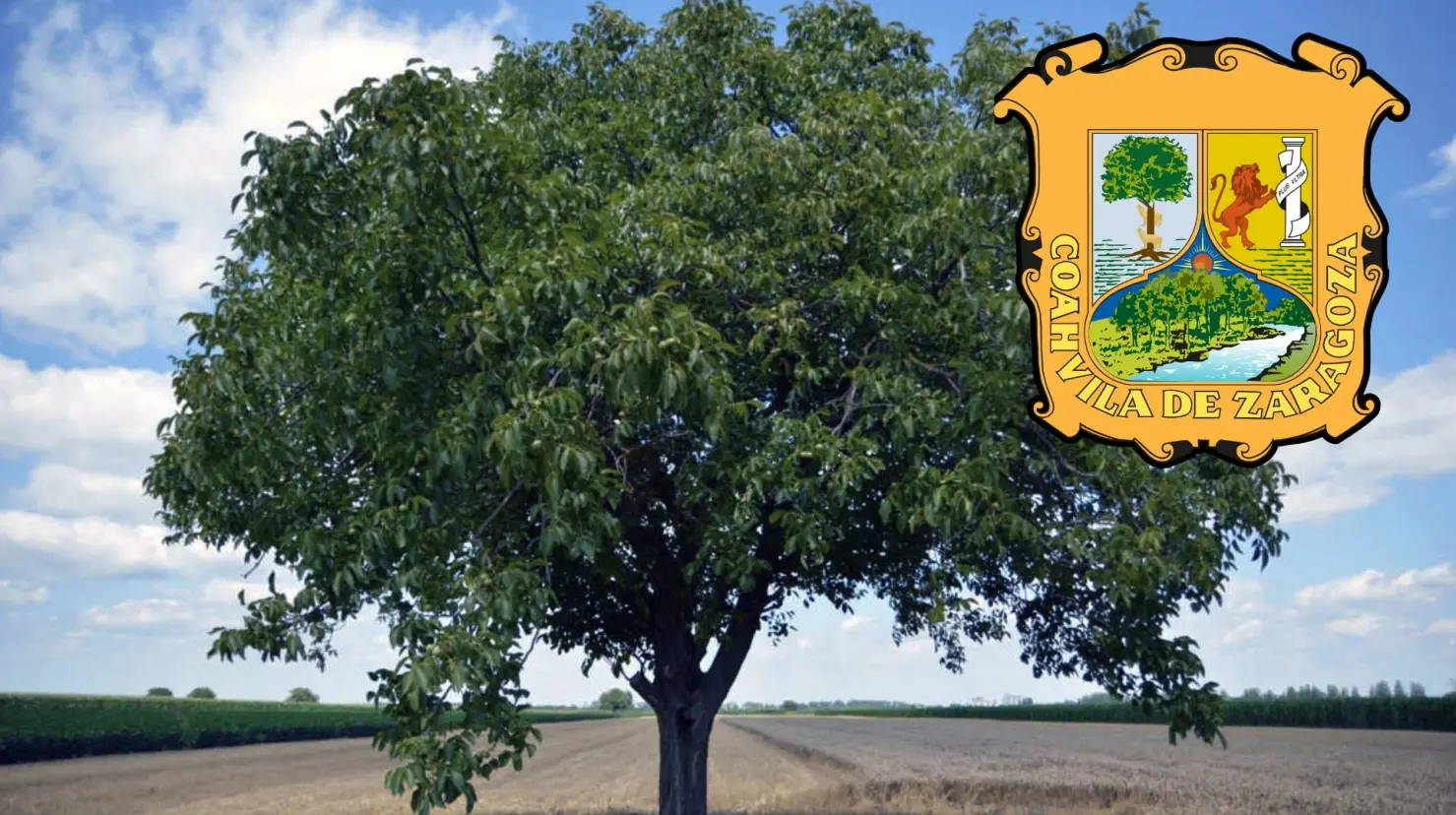 Los nogales forman parte del escudo de Coahuila. (Fotografía: Canva)