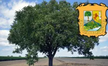 Este es el árbol nativo de Coahuila que forma parte del escudo