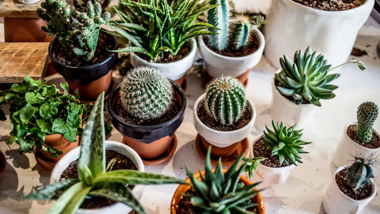 Los cactus son una buena opción para decorar la casa u oficina. Foto: Canva.