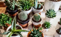 3 lugares de Durango en los que puedes comprar un cactus para adornar tu casa