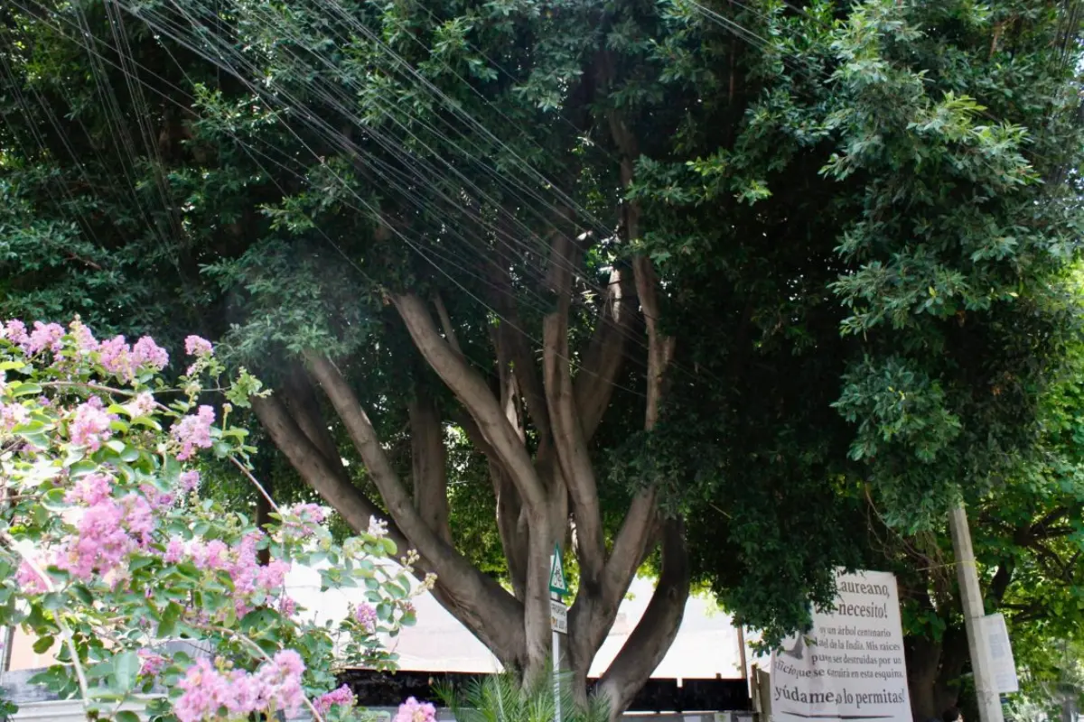 Árbol laureano. Foto: @hectorvelazhv | Canva