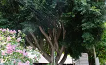Laurel de la India no será talado ni dañado: anunció la Sedema en CDMX 