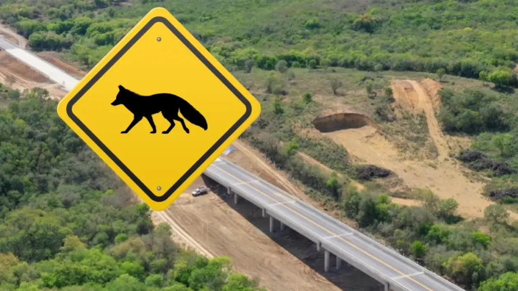 Esta es la fauna con la que convive el Nuevo Periférico en Nuevo León