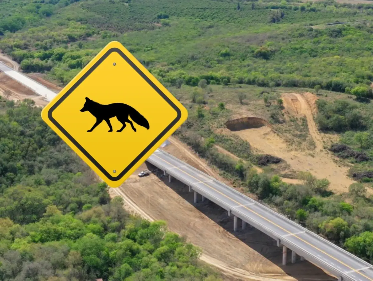 Entre los animales que integran la rica fauna de Nuevo León, varios se han registrado en zonas aledañas al Nuevo Periférico y la Sierra Madre. Foto: Gobierno de Nuevo León/Canva.