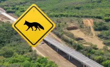 Esta es la fauna con la que convive el Nuevo Periférico en Nuevo León