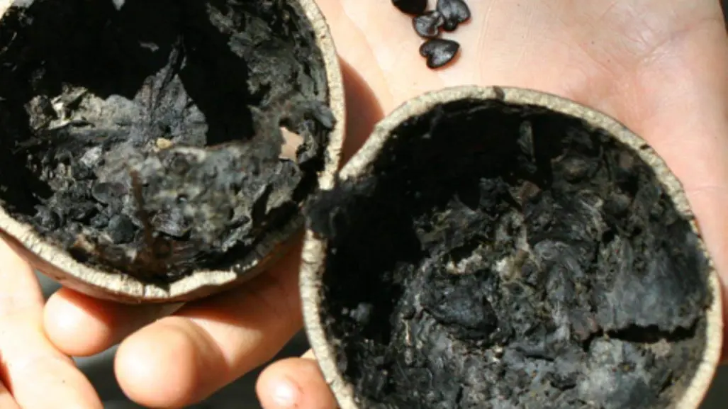 El árbol nativo de Durango cuyo fruto usan como recipiente en algunos lugares