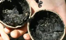 El árbol nativo de Durango cuyo fruto usan como recipiente en algunos lugares
