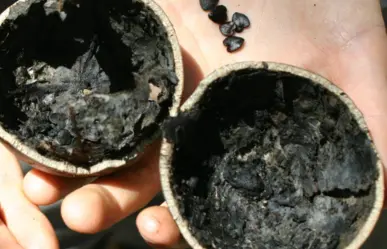 El árbol nativo de Durango cuyo fruto usan como recipiente en algunos lugares