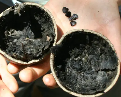 El árbol nativo de Durango cuyo fruto usan como recipiente en algunos lugares