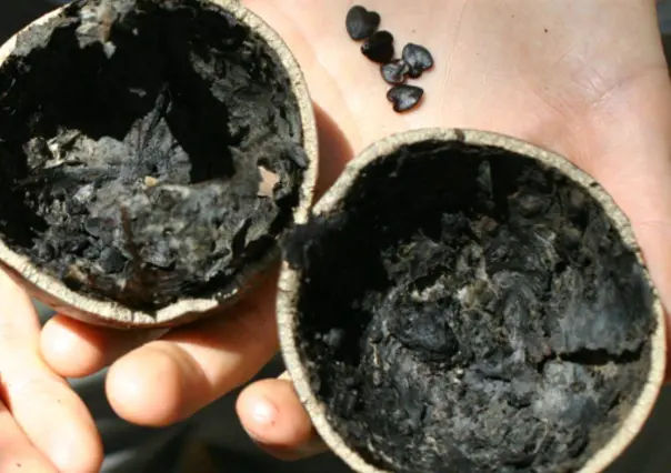 El árbol nativo de Durango cuyo fruto usan como recipiente en algunos lugares