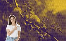 Este es el árbol nativo de Nuevo León que no rompe las banquetas y tiene flores amarillas