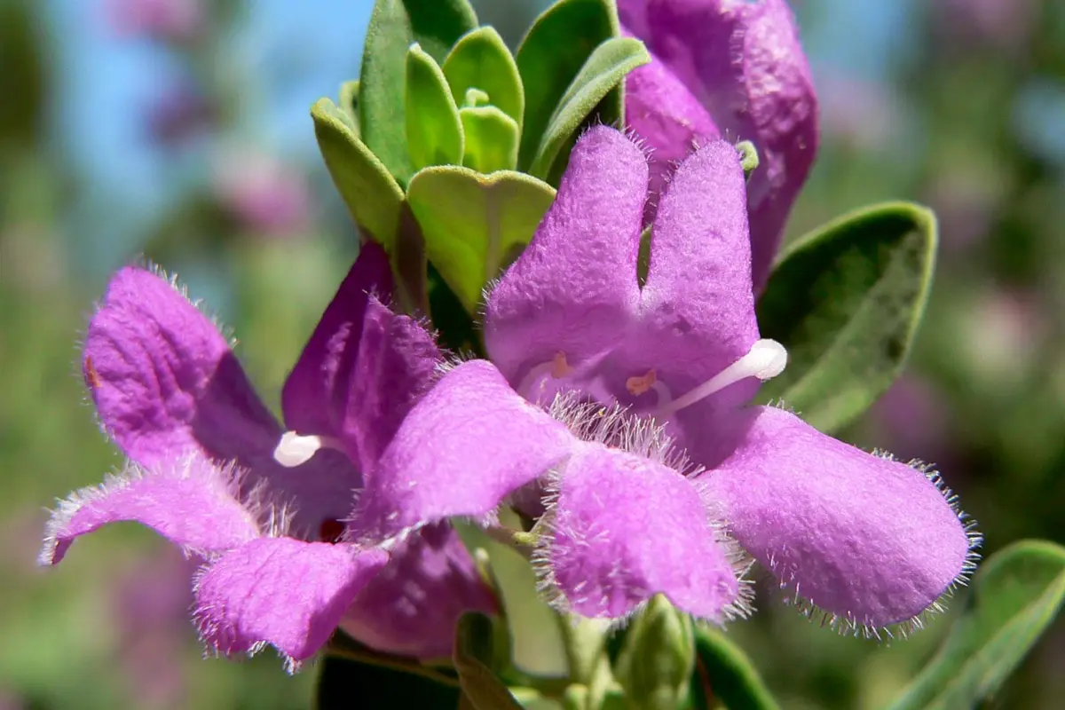 Flor de cenizo (Leucophyllum frutescens). Foto: Wikipedia