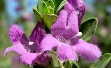 Descubre la flor nativa de Tamaulipas capaz de predecir la lluvia