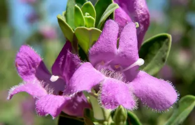 Descubre la flor nativa de Tamaulipas capaz de predecir la lluvia