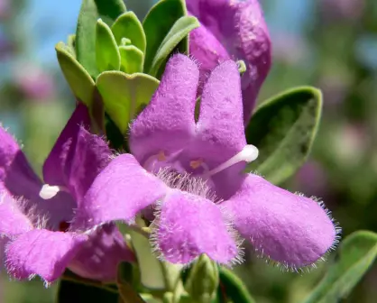 Descubre la flor nativa de Tamaulipas capaz de predecir la lluvia