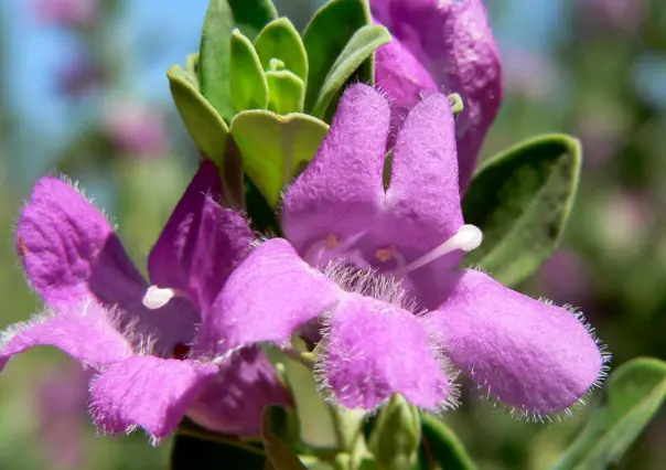 Descubre la flor nativa de Tamaulipas capaz de predecir la lluvia