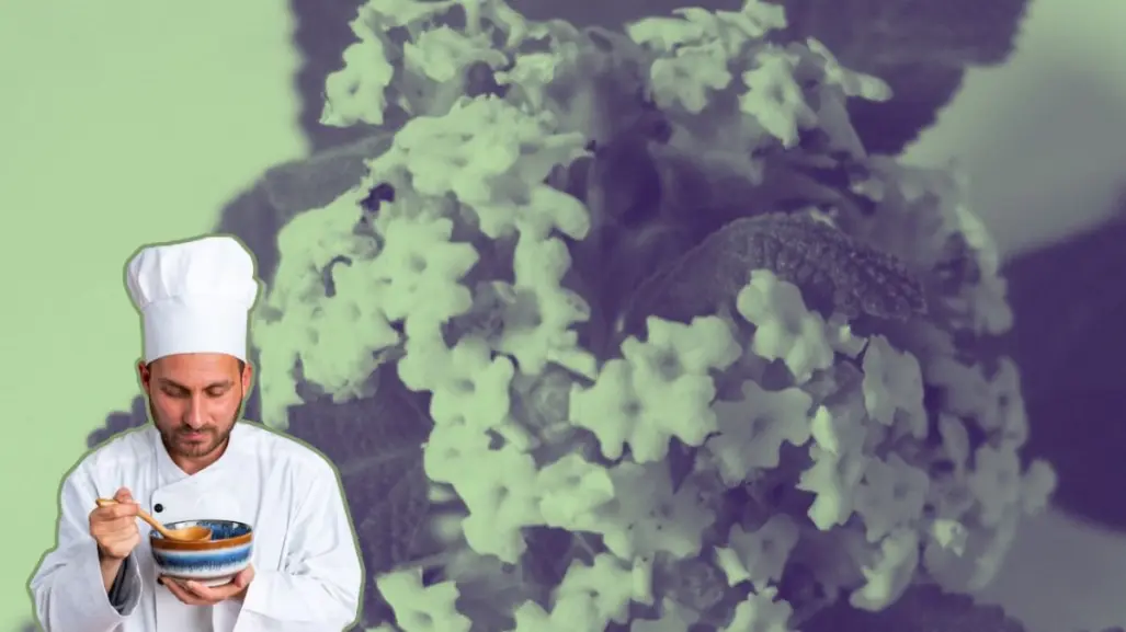 La planta nativa de Nuevo León que le da un toque especial a los alimentos
