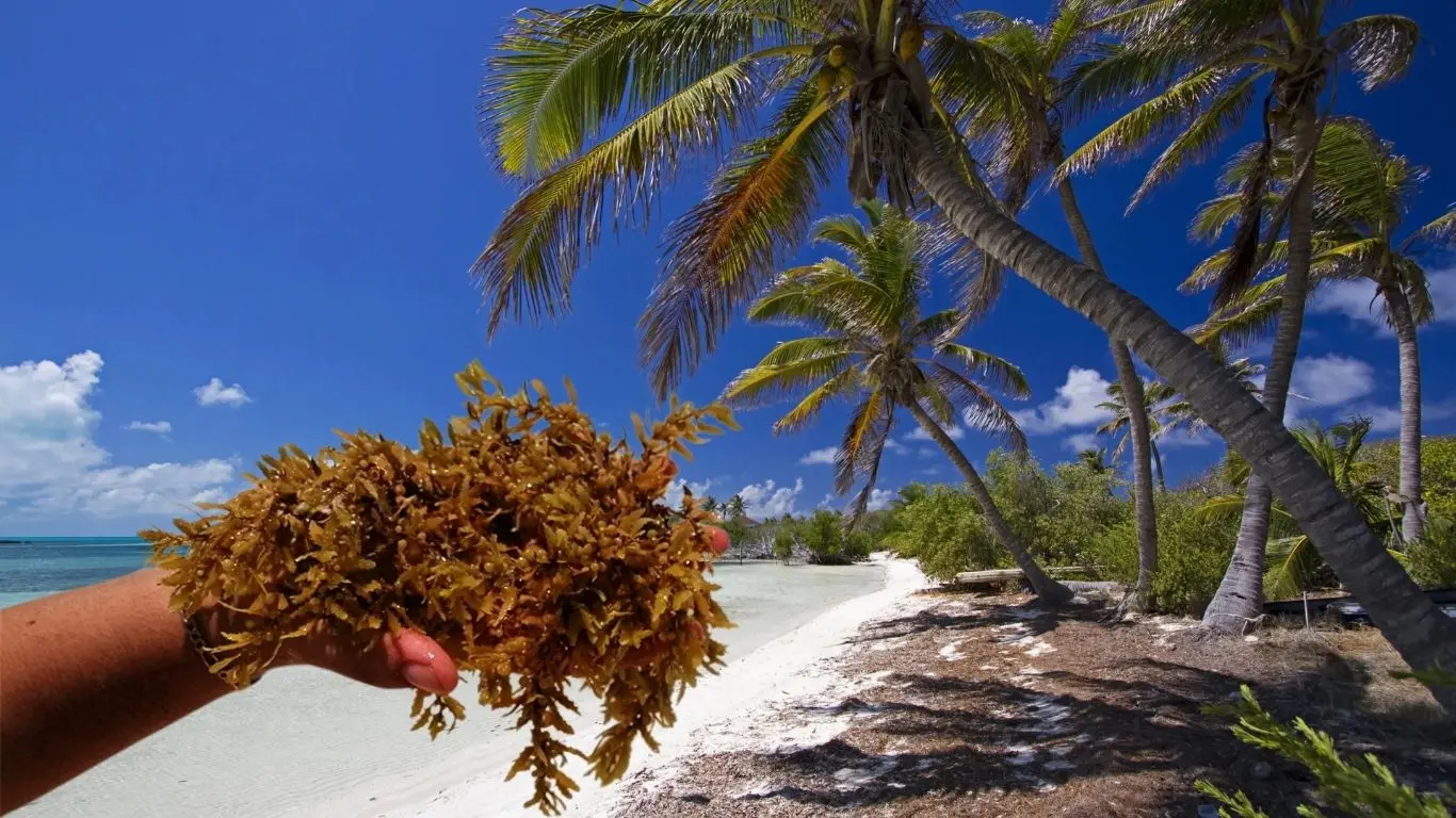 ¿Qué islas están completamente libres de sargazo en Quintana Roo?. Foto: CANVA