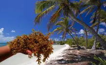 Islas de Quintana Roo con playas libres de sargazo que quizás no conocías