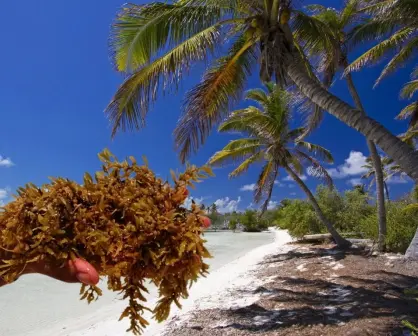 Islas de Quintana Roo con playas libres de sargazo que quizás no conocías